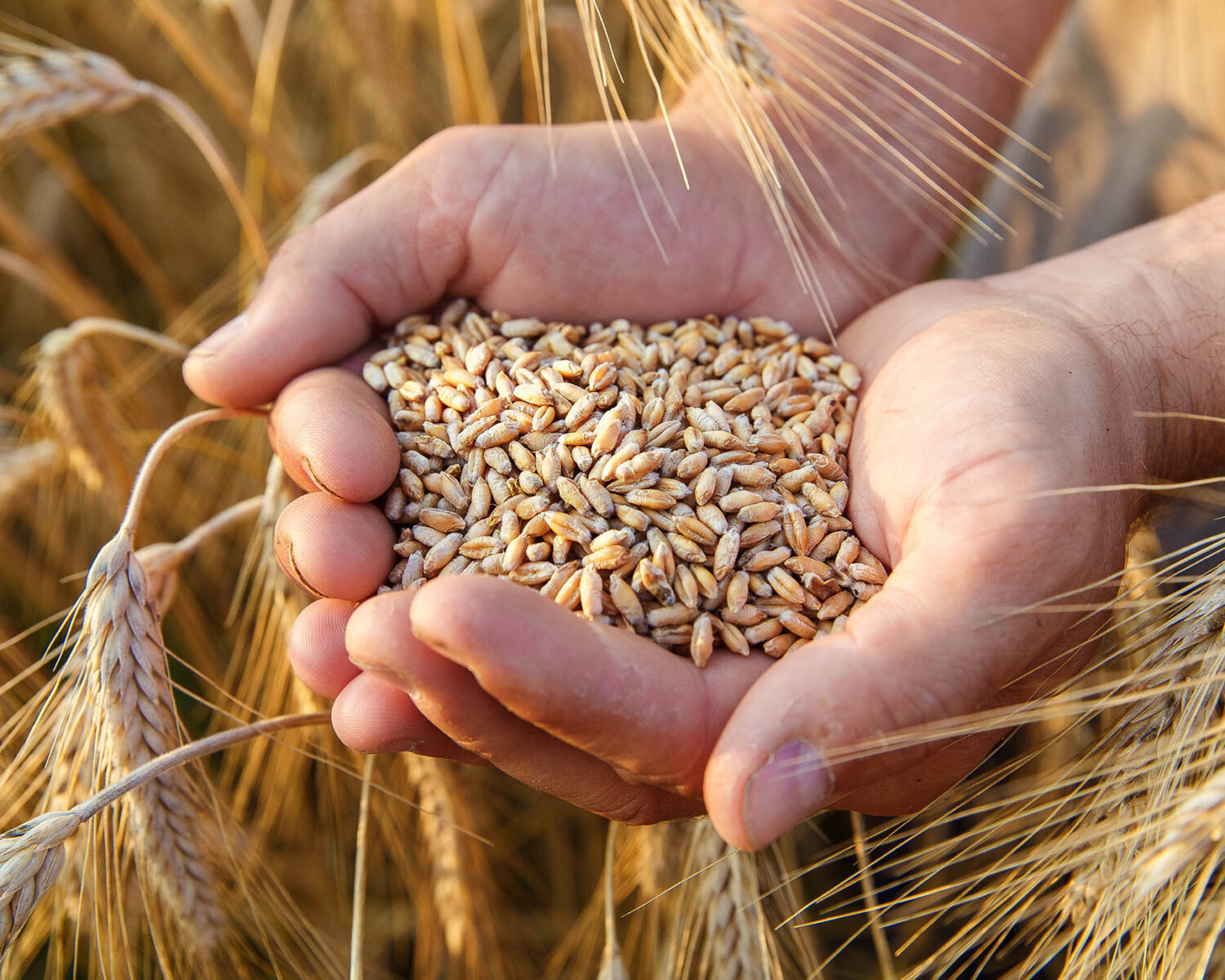 The hands of a farmer close-up holding a handful of wheat grains in a wheat field.