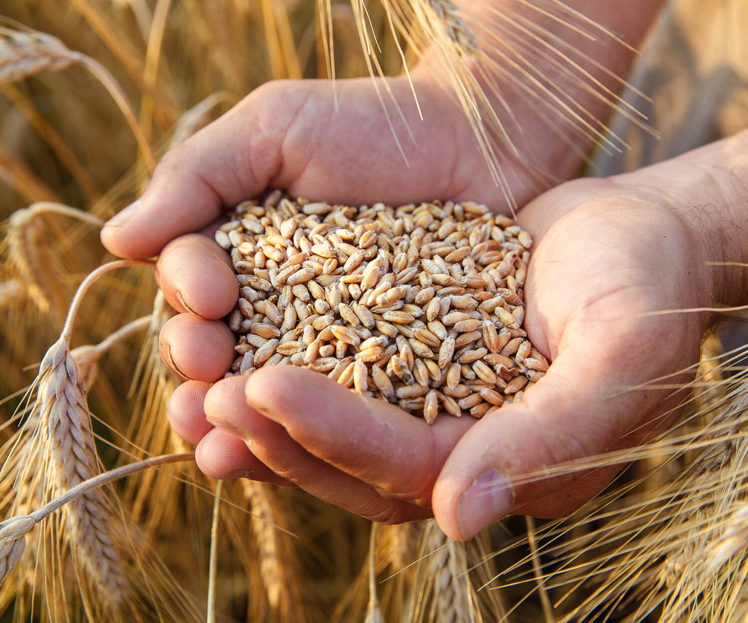 The hands of a farmer close-up holding a handful of wheat grains in a wheat field.